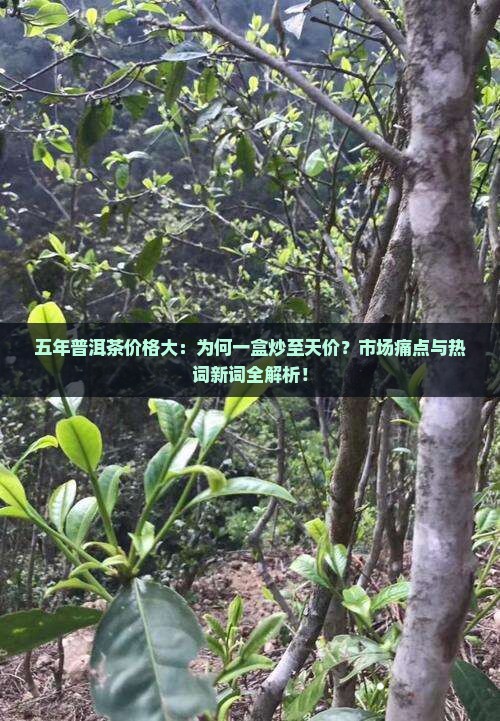 五年普洱茶价格大：为何一盒炒至天价？市场痛点与热词新词全解析！