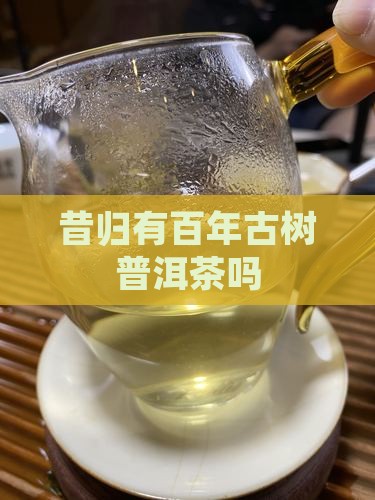 昔归有百年古树普洱茶吗