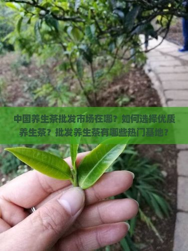 中国养生茶批发市场在哪？如何选择优质养生茶？批发养生茶有哪些热门基地？