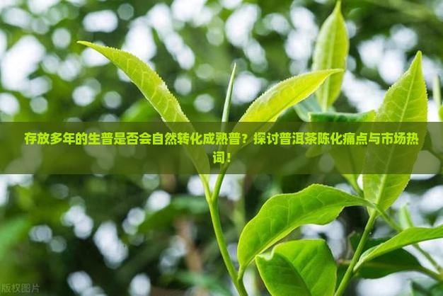 存放多年的生普是否会自然转化成熟普？探讨普洱茶陈化痛点与市场热词！