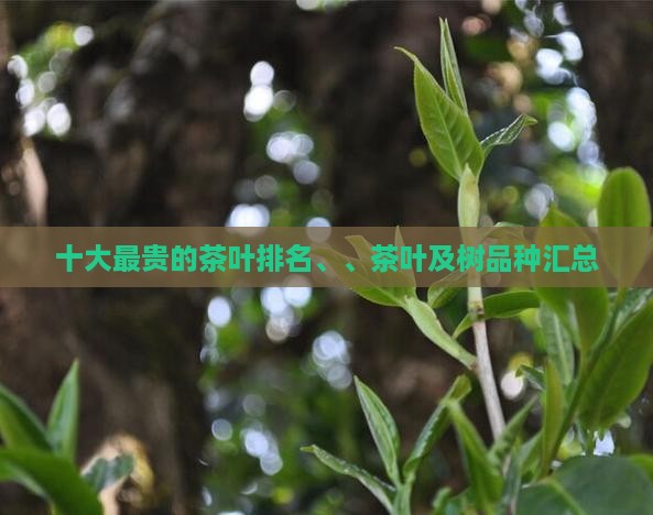 十大最贵的茶叶排名、、茶叶及树品种汇总