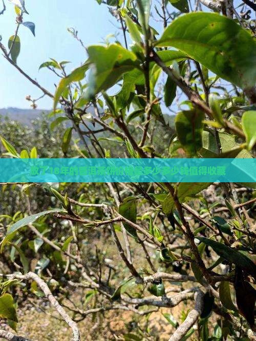 放了18年的普洱茶饼价格是多少多少钱值得收藏