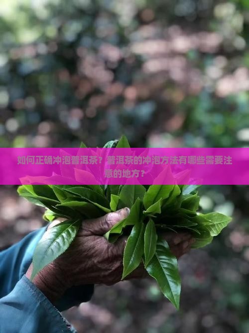 如何正确冲泡普洱茶？普洱茶的冲泡方法有哪些需要注意的地方？