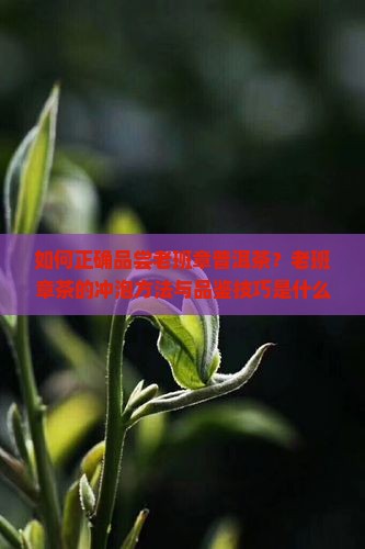 如何正确品尝老班章普洱茶？老班章茶的冲泡方法与品鉴技巧是什么？
