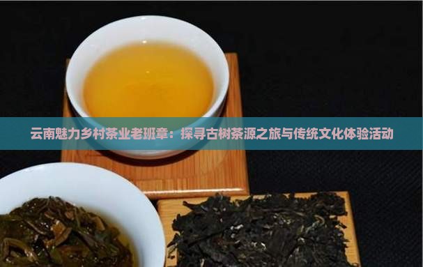 云南魅力乡村茶业老班章：探寻古树茶源之旅与传统文化体验活动