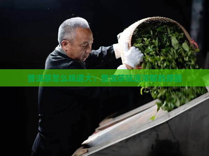 普洱茶怎么味道大：普洱茶味道浓郁的原因