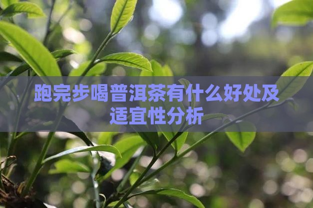 跑完步喝普洱茶有什么好处及适宜性分析