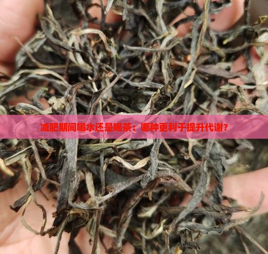 减肥期间喝水还是喝茶：哪种更利于提升代谢？