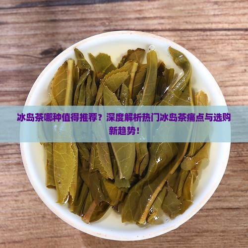 冰岛茶哪种值得推荐？深度解析热门冰岛茶痛点与选购新趋势！