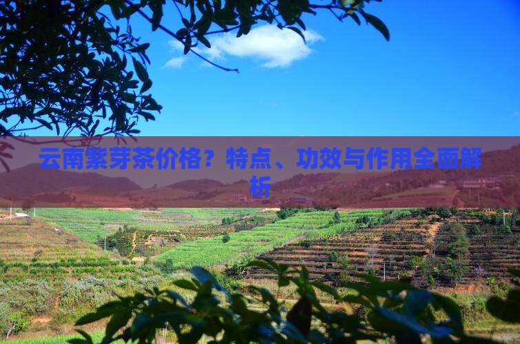 云南紫芽茶价格？特点、功效与作用全面解析