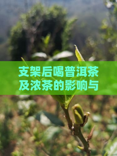 支架后喝普洱茶及浓茶的影响与适宜性探讨