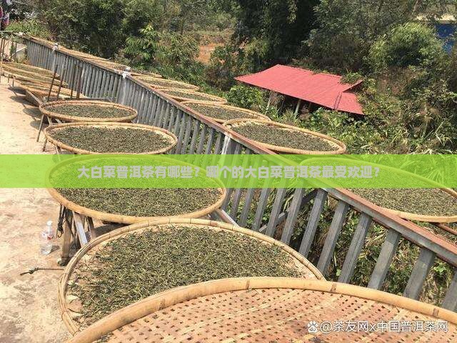 大白菜普洱茶有哪些？哪个的大白菜普洱茶最受欢迎？