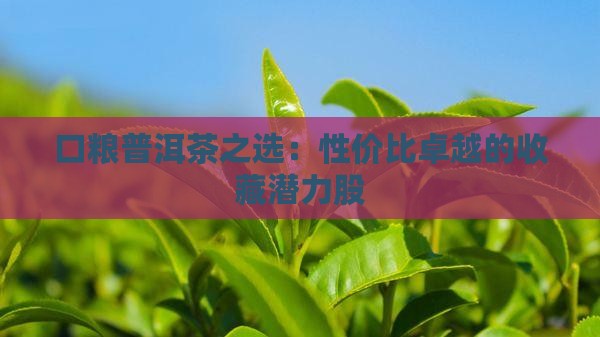 口粮普洱茶之选：性价比卓越的收藏潜力股