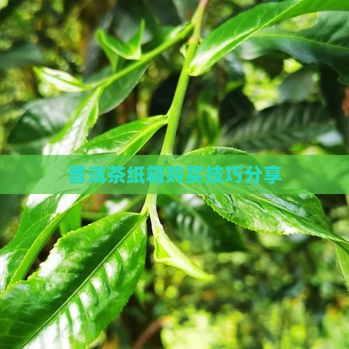 普洱茶纸箱购买技巧分享