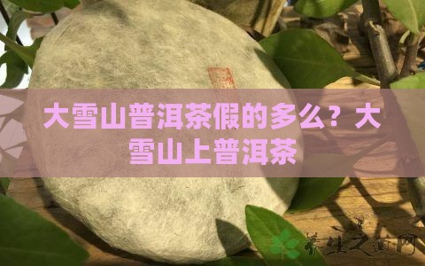 大雪山普洱茶假的多么？大雪山上普洱茶