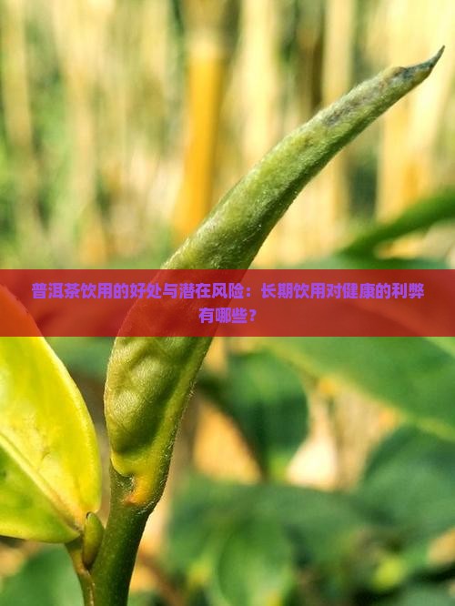 普洱茶饮用的好处与潜在风险：长期饮用对健康的利弊有哪些？