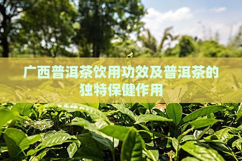 广西普洱茶饮用功效及普洱茶的独特保健作用