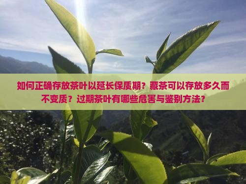 如何正确存放茶叶以延长保质期？藏茶可以存放多久而不变质？过期茶叶有哪些危害与鉴别方法？