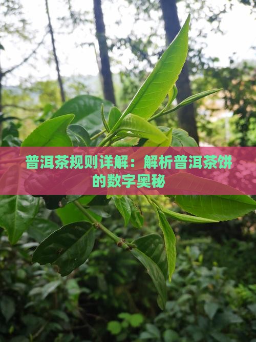 普洱茶规则详解：解析普洱茶饼的数字奥秘