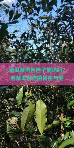普洱茶黑色渣子能喝吗？老茶鬼茶渣的秘密与健康风险