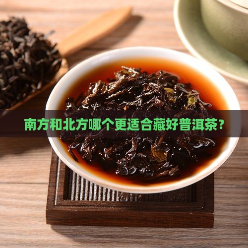 南方和北方哪个更适合藏好普洱茶？