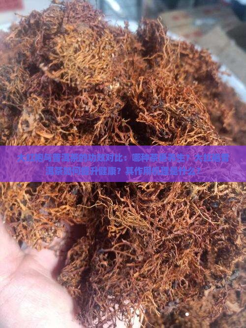 大红袍与普洱茶的功效对比：哪种茶更养生？大红袍普洱茶如何提升健康？其作用机理是什么？