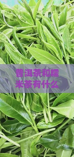 普洱茶和糯米茶有什么区别及功效对比分析
