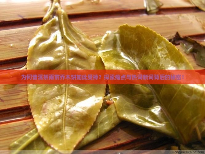 为何普洱茶雨前乔木饼如此受捧？探索痛点与热词新词背后的秘密！