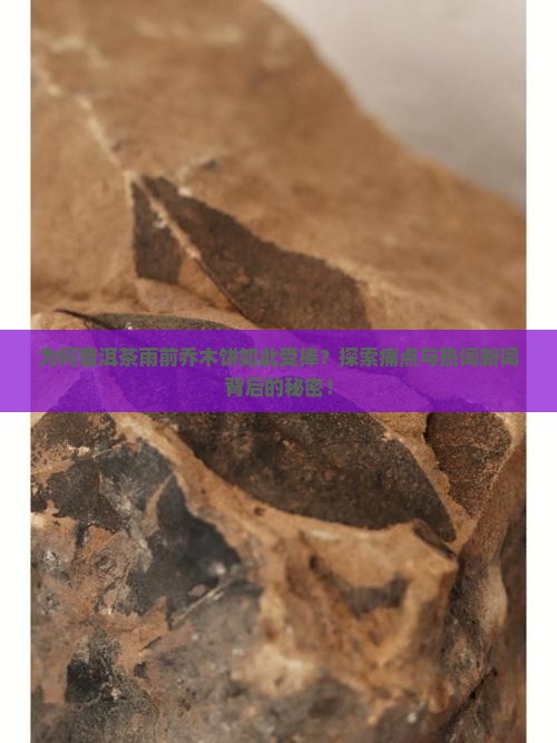 为何普洱茶雨前乔木饼如此受捧？探索痛点与热词新词背后的秘密！