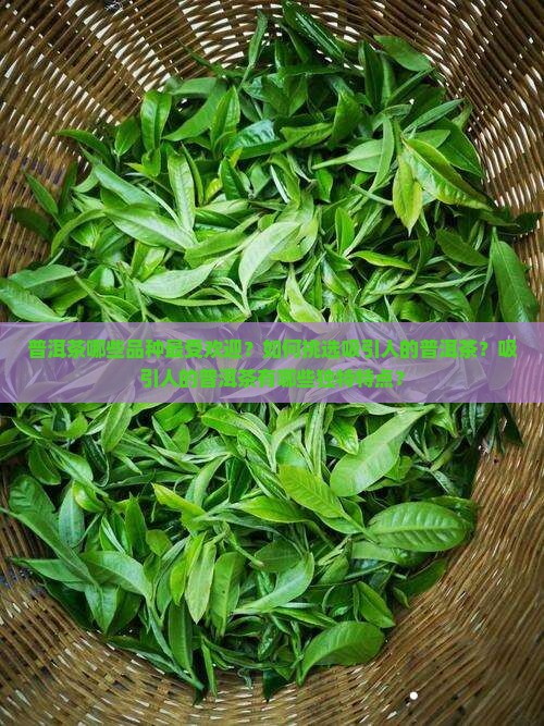 普洱茶哪些品种最受欢迎？如何挑选吸引人的普洱茶？吸引人的普洱茶有哪些独特特点？