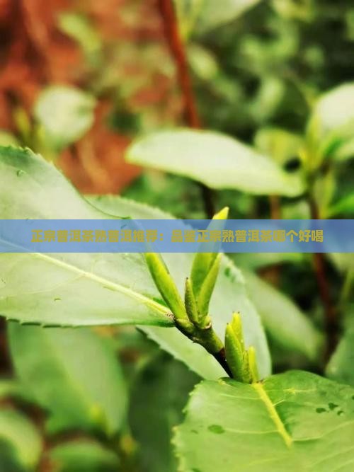 正宗普洱茶熟普洱推荐：品鉴正宗熟普洱茶哪个好喝