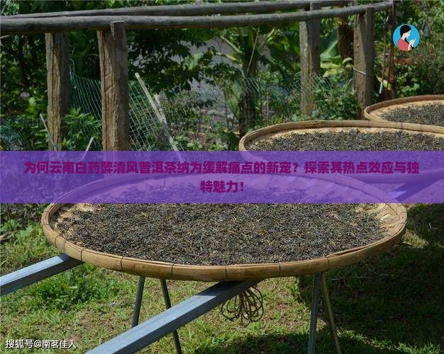 为何云南白药醉清风普洱茶纳为缓解痛点的新宠？探索其热点效应与独特魅力！