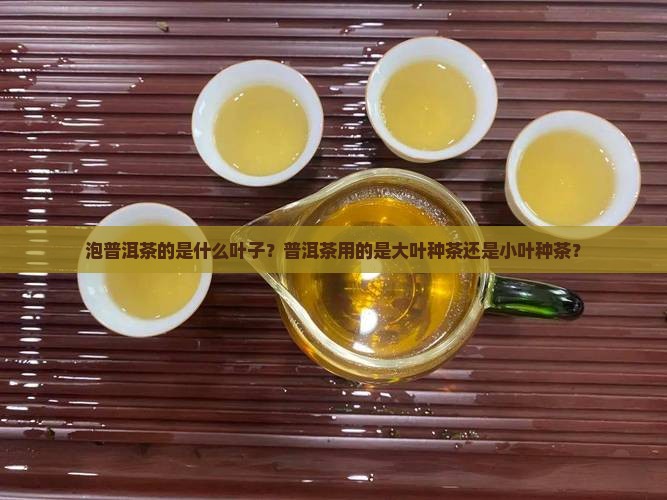 泡普洱茶的是什么叶子？普洱茶用的是大叶种茶还是小叶种茶？
