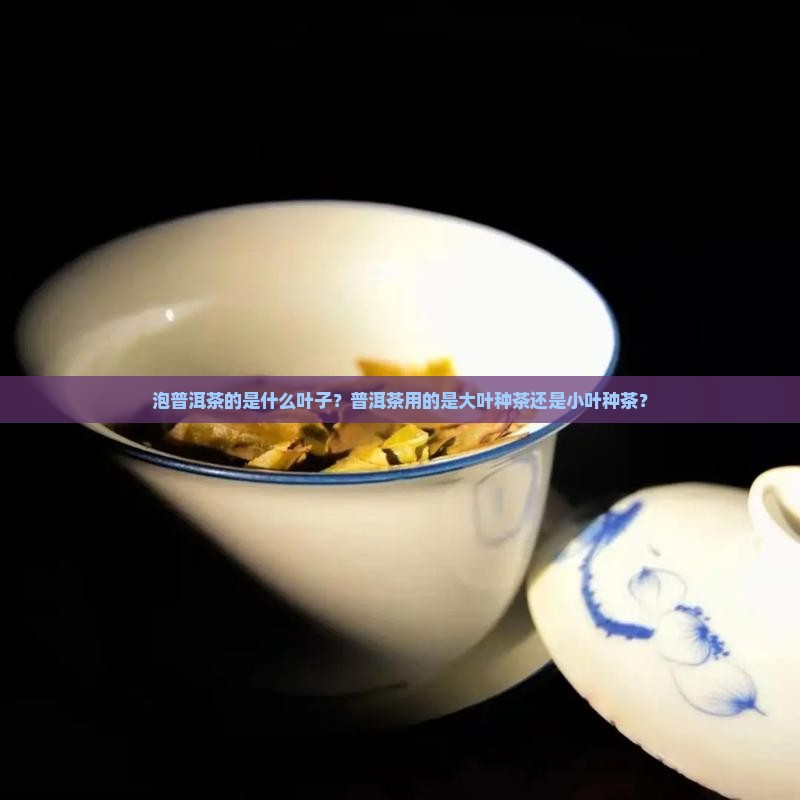 泡普洱茶的是什么叶子？普洱茶用的是大叶种茶还是小叶种茶？