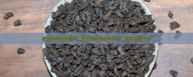 老班章与樟香区别：老班章都是古树茶吗，老班章哪个好