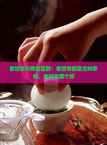 老班章与樟香区别：老班章都是古树茶吗，老班章哪个好