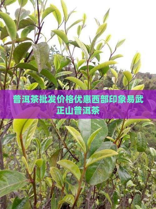 普洱茶批发价格优惠西部印象易武正山普洱茶 普洱茶批发价格优惠西部印象易武正山普洱茶
