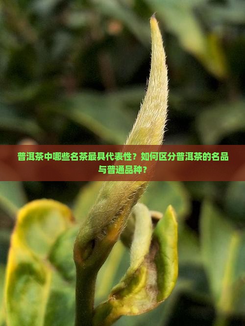 普洱茶中哪些名茶最具代表性？如何区分普洱茶的名品与普通品种？
