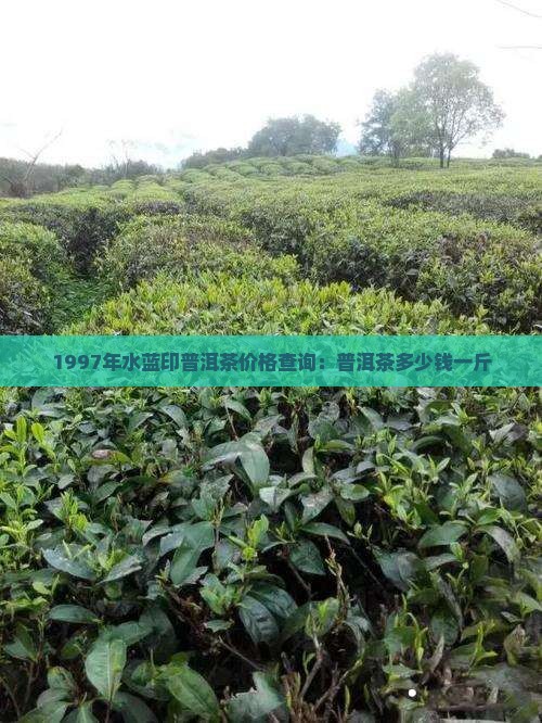 1997年水蓝印普洱茶价格查询：普洱茶多少钱一斤