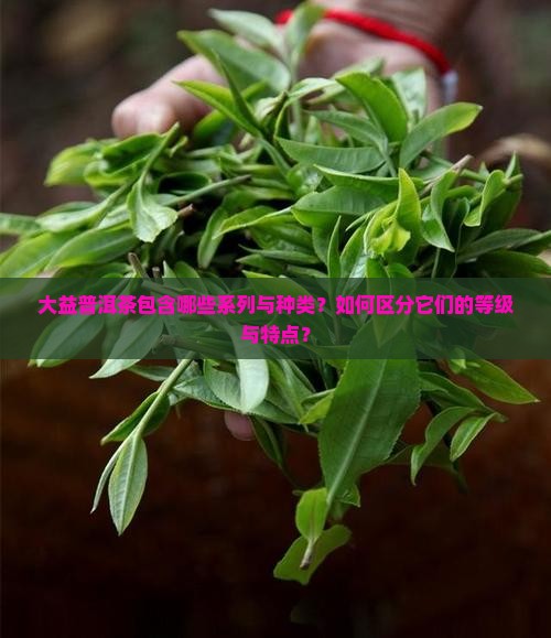 大益普洱茶包含哪些系列与种类？如何区分它们的等级与特点？