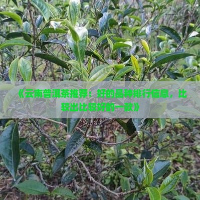 《云南普洱茶推荐：好的品种排行信息，比较出比较好的一款》