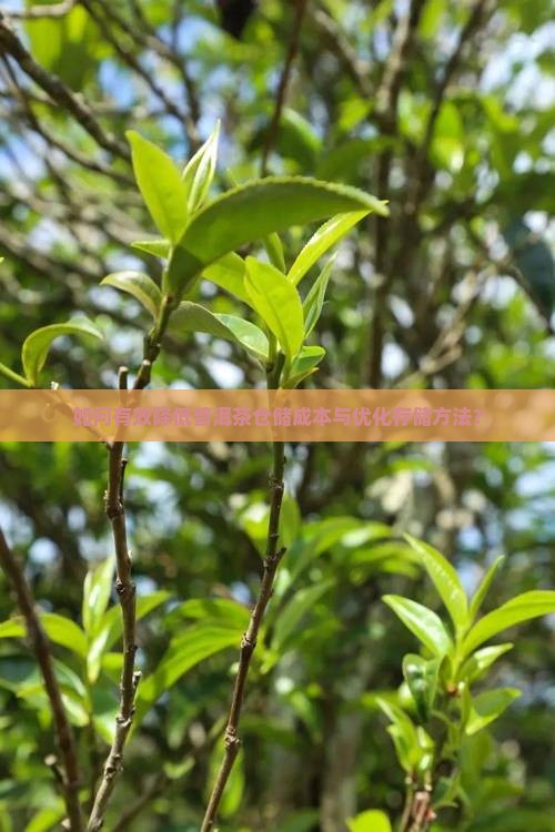 如何有效降低普洱茶仓储成本与优化存储方法？