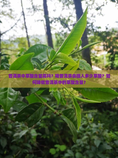 普洱茶中草酸含量高吗？喝普洱茶会摄入多少草酸？如何降低普洱茶中的草酸含量？