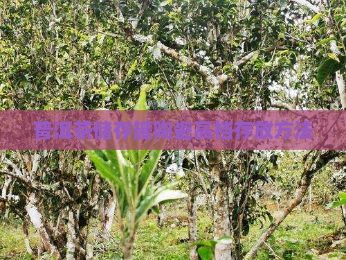 普洱茶储存罐陶瓷高档存放方法