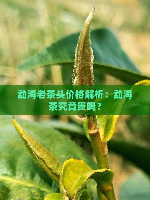 勐海老茶头价格解析：勐海茶究竟贵吗？