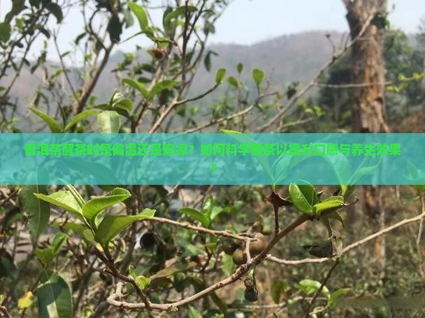 普洱茶醒茶时是偏温还是偏凉？如何科学醒茶以提升口感与养生效果？