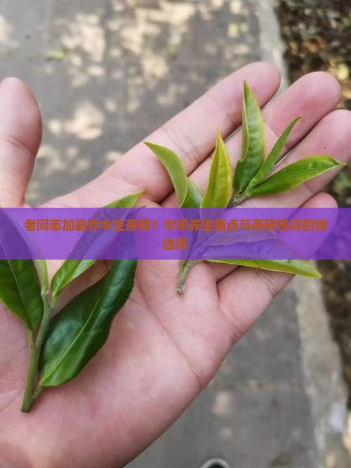 老同志加嘉乔木生茶砖？中年养生痛点与茶砖热词的新选择