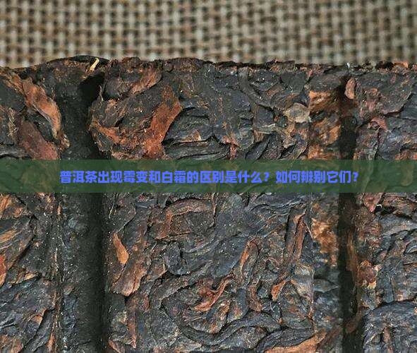 普洱茶出现霉变和白霜的区别是什么？如何辨别它们？