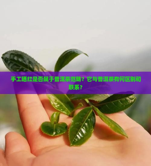 手工晒红是否属于普洱茶范畴？它与普洱茶有何区别和联系？