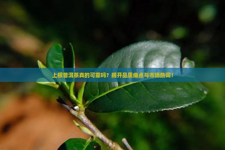 上根普洱茶真的可靠吗？揭开品质痛点与市场热词！